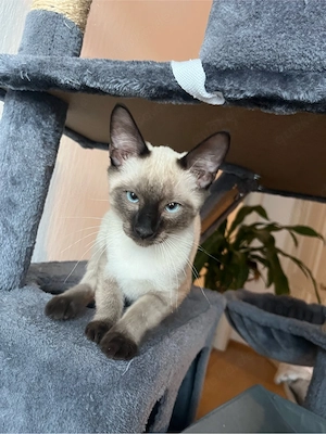 Cornish Rex Mix ab sofort abzugeben
