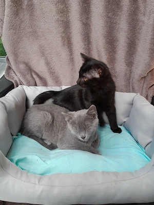 Katzenbabys am 11.07.2026 geboren 