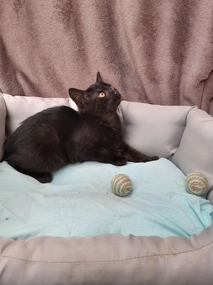 Katzenbaby am 11.07.2026 geboren 