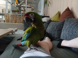 Kleine Soldatenara Henne 