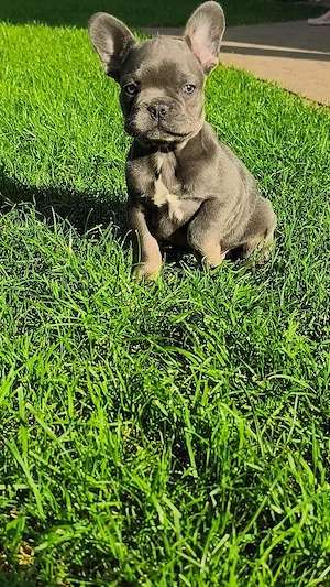 Französische Bulldogge Babys