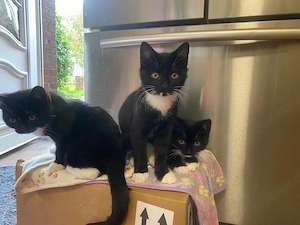 BKH EKH Mix Kitten abzugeben 
