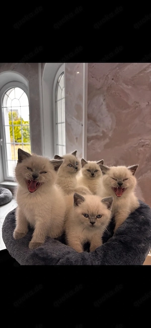 BKH kitten bluepoin
