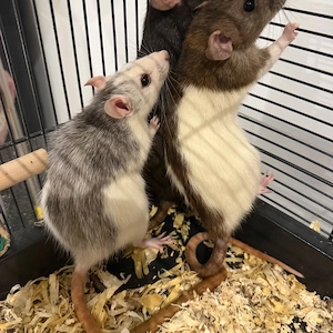4 Ratten suchen ein liebevolles zuhause 