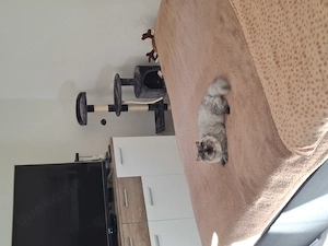 Perserkatze