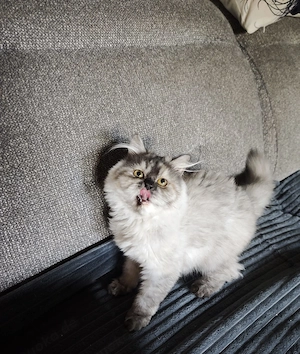 Perserkatze