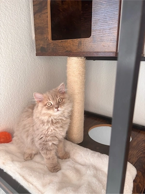 Katze BLH sucht neues Zuhause 