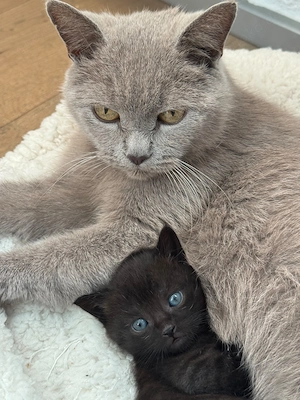 BKH Mix Kitten