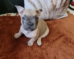 Französische Bulldoggenwelpe 
