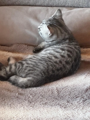 Bkh kitten 
