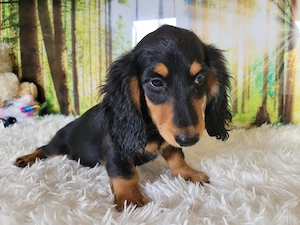 Traumhafte Langhaardackel-Welpen Black & Tan suchen ihr Körbchen! Bild 10