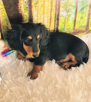 Traumhafte Langhaardackel-Welpen Black & Tan suchen ihr Körbchen! Bild 4