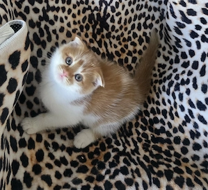BKH Mix Sunnyboy sucht neues Kuschelplätzchen