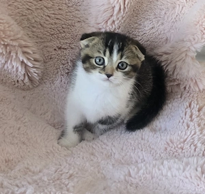 Die graziöse BKH Mix Prinzessin sucht ihren Lebensfreund 
