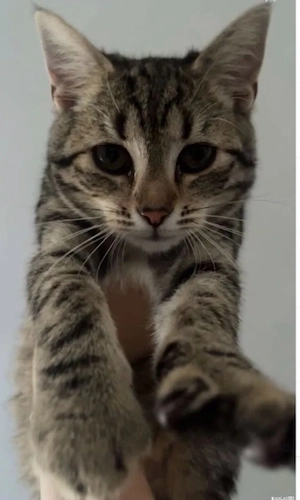 cleo sucht neues zuhause 
