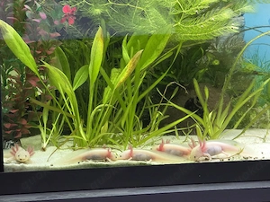 Junge Axolotl suchen neuen Wurmspender