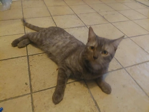 Kater zu verkaufen 