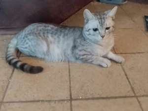 Kater zu verkaufen