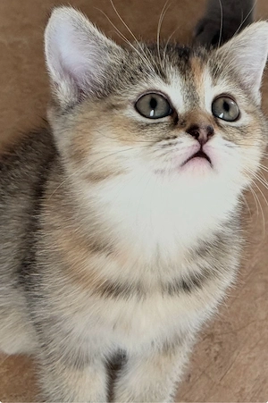 wunderschön, Baby Katze, Ragdoll & BKH