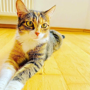 Katze zu Vermitteln 