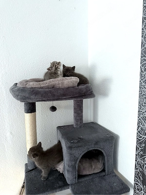 Britisch Kurzhaar Kitten 