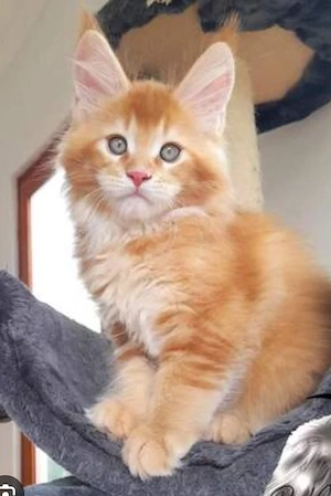 Reinrassige Maine-Coon-Kätzchen
