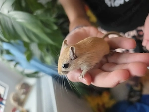 Mongolische Wüstenrennmaus 