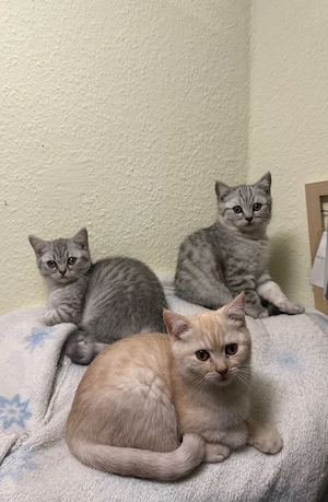 Bkh kitten 
