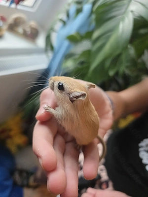 Mongolische Wüstenrennmaus
