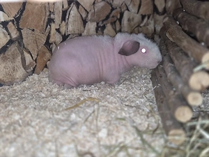  Skinny Pig Himalaya Farbend 4 Monate sucht  