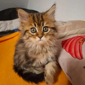 Süsse Maine Cooni Kitten