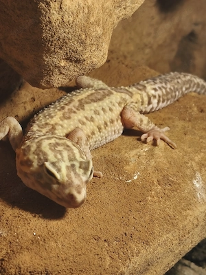 Verkaufen 3 Leopardgeckos weiblich