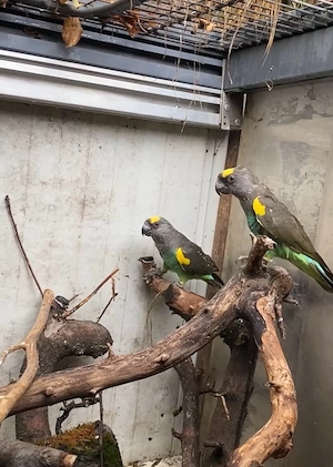 Goldbugpapagei