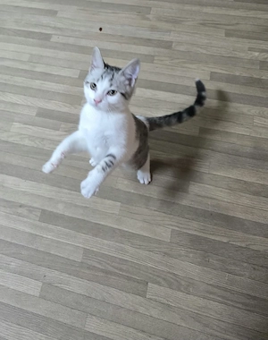 Schone  kleine katzen 