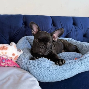 Französische Bulldoggen-Hündin
