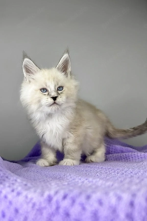 Wunderschöne, 3 Monate alte Maine Coon sucht ein Zuhause für immer.   