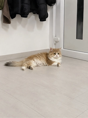 Britisch Langhaar Katze  Golden Shaded mit Weiß