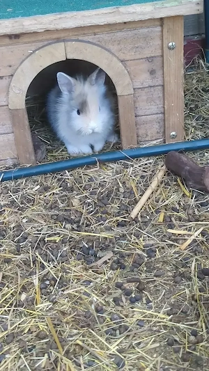 Zwergkaninchen 