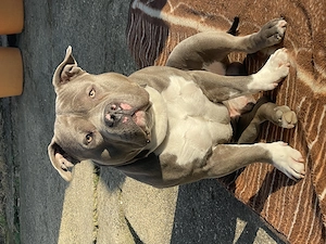 American Bully Pocket 