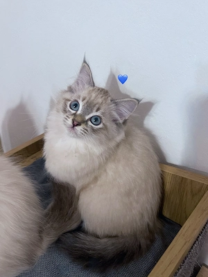  Reinrassige Ragdoll mit Gesundheitszeugnis. Abgabebereit.