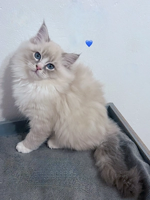  Reinrassige Ragdoll mit Gesundheitszeugnis. Abgabebereit.