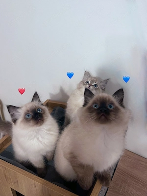  Reinrassige Ragdoll mit Gesundheitszeugnis. Abgabebereit.