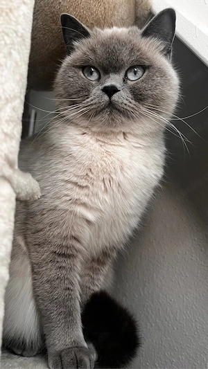 Katze zu verkaufen 