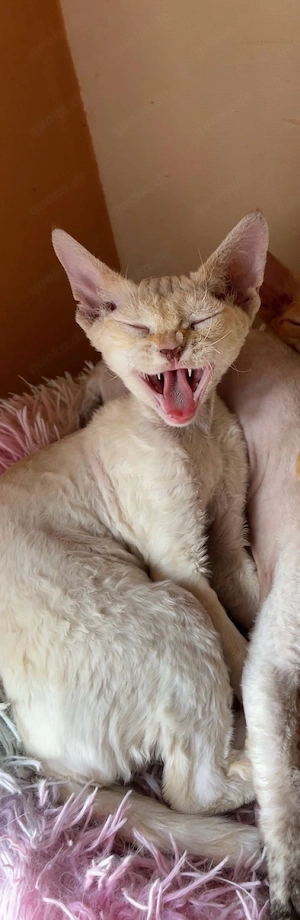 Devon Rex, 1Jahr 6 Monate, red point, weiblich