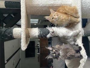 Unsere kleinen Maine- Coon-Schätze suchen ein liebevolles Zuhause!