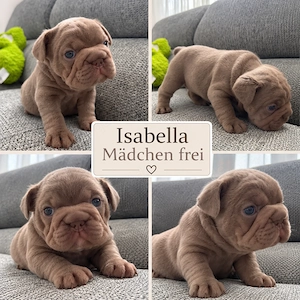 Französische Bulldogge Welpen 