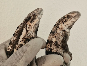 1.1 Ctenosaura pectinata