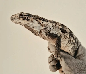 1.1 Ctenosaura pectinata