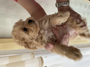 Maltipoo Welpen 