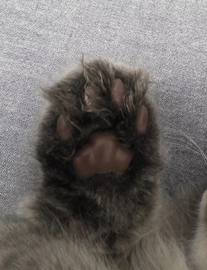 Maine Coone Katerchen mischling